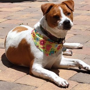 Meet Lucy – Wags and Homes